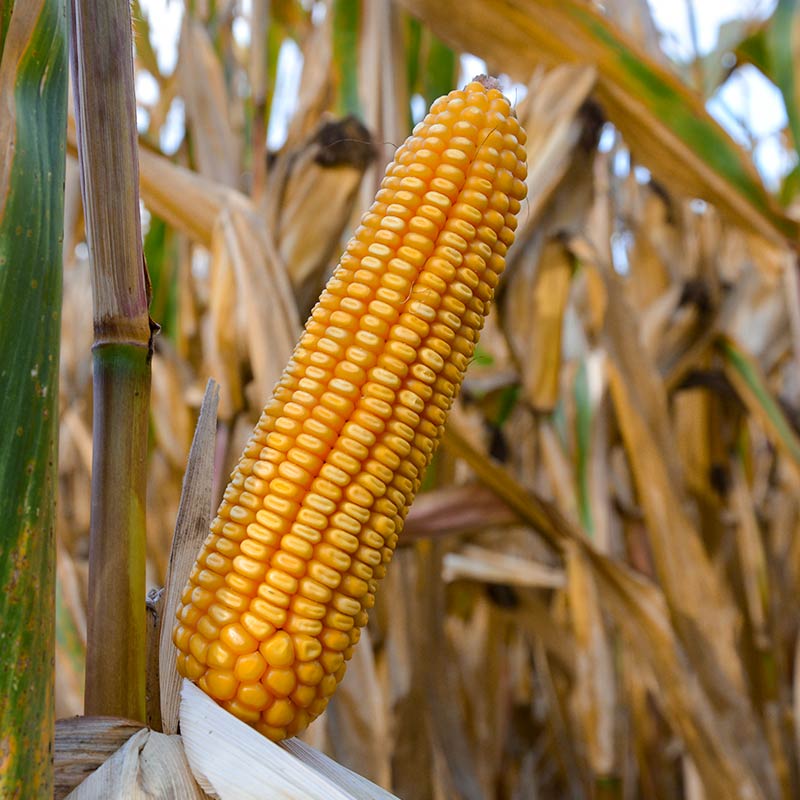 odmiana ES Hemingway