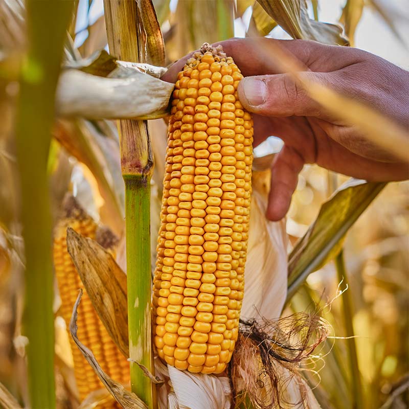 ODMIANA KUKURYDZY ES INVENTIVE