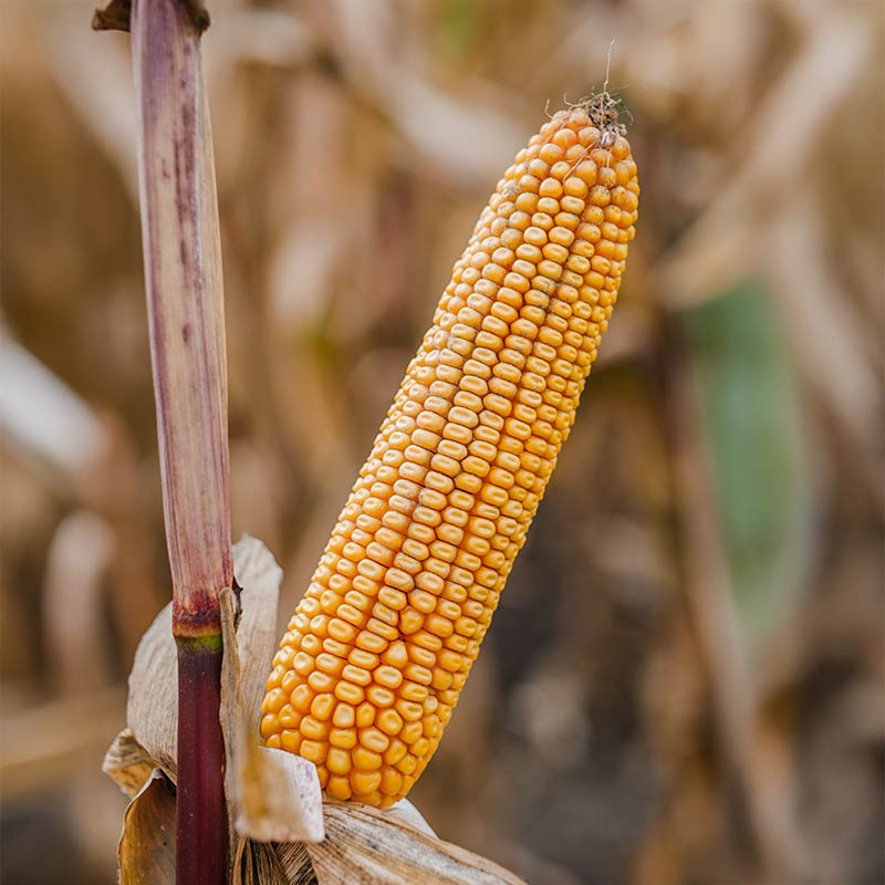 kolba odmiany kukurydzy kingstone