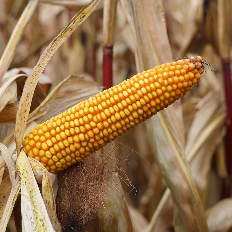 KOLBA KUKURYDZY ODMIANY LID1033C