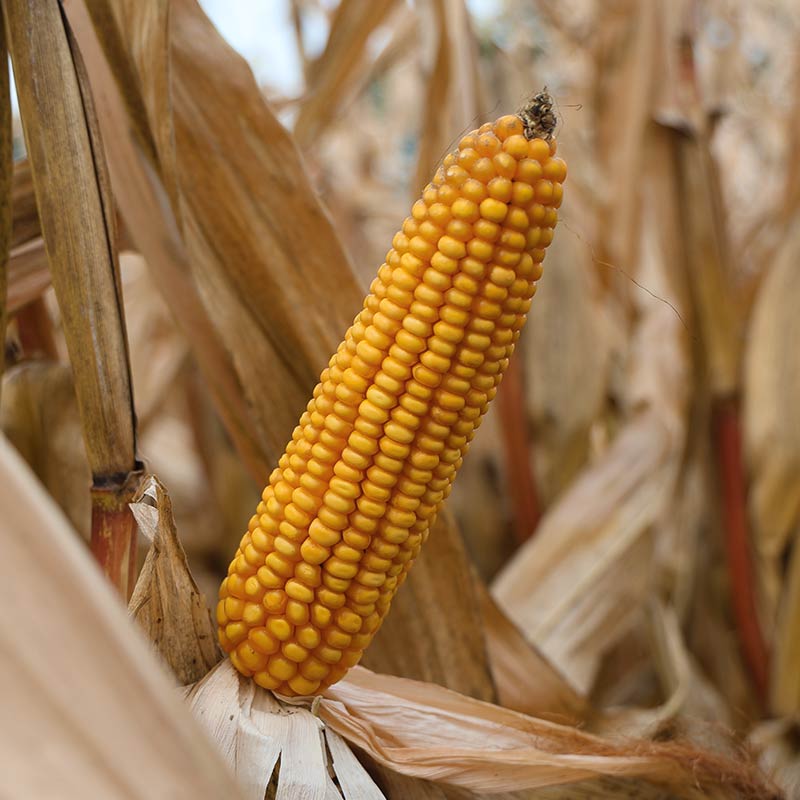 kolba kukurydzy odmiany LID1244C