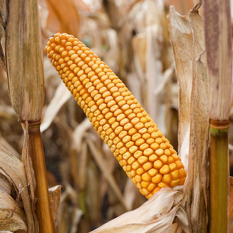 KOLBA ODMIANY LID2020C