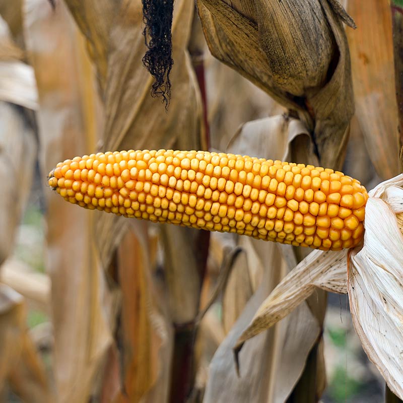 KOLBA ODMIANY LID2123C