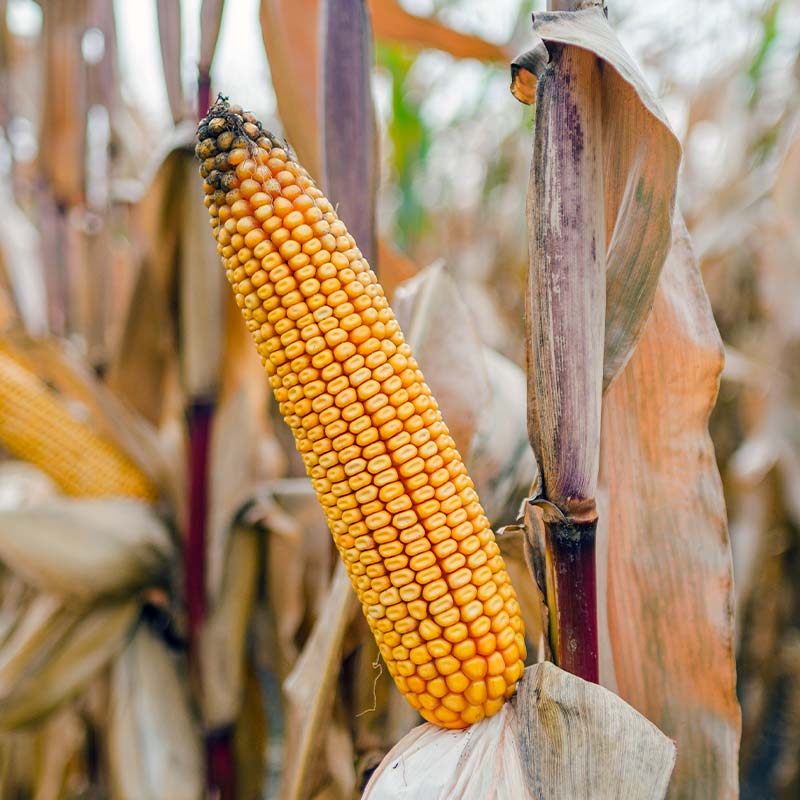 kolba kukurydzy lid2155c