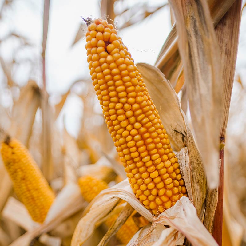 lid2210c odmiana kukurydzy