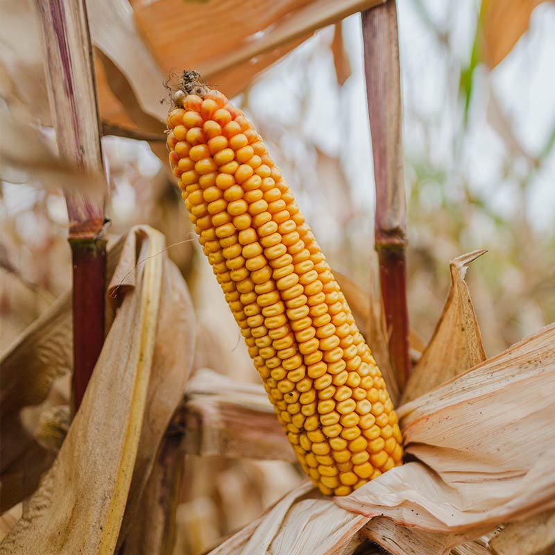 odmiana kolby kukurydzy lid2288c