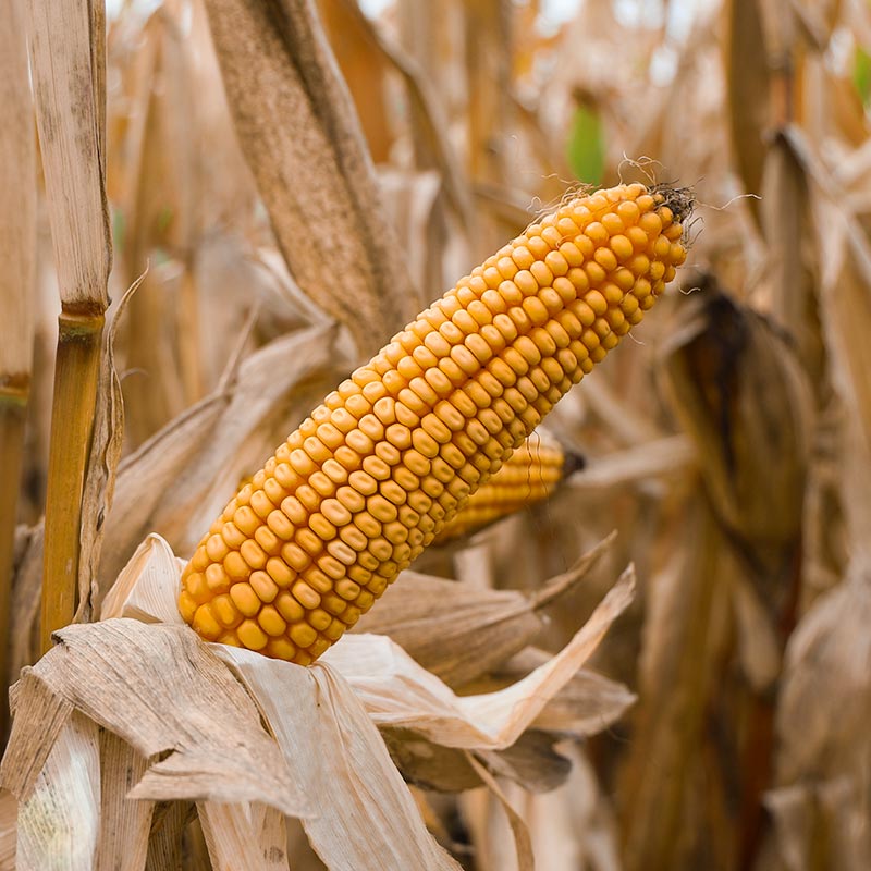 KOLBA KUKURYDZY LID2334RC