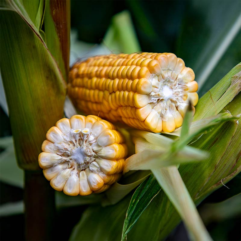 lid2404c kolba kukurydzy