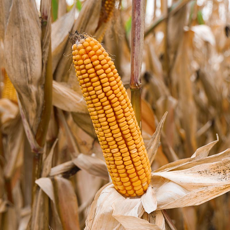 KOLBA KUKURYDZY LID3223C