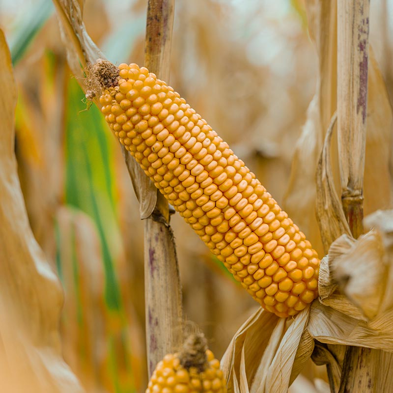 ODMIANA KUKURYDZY LID3306C