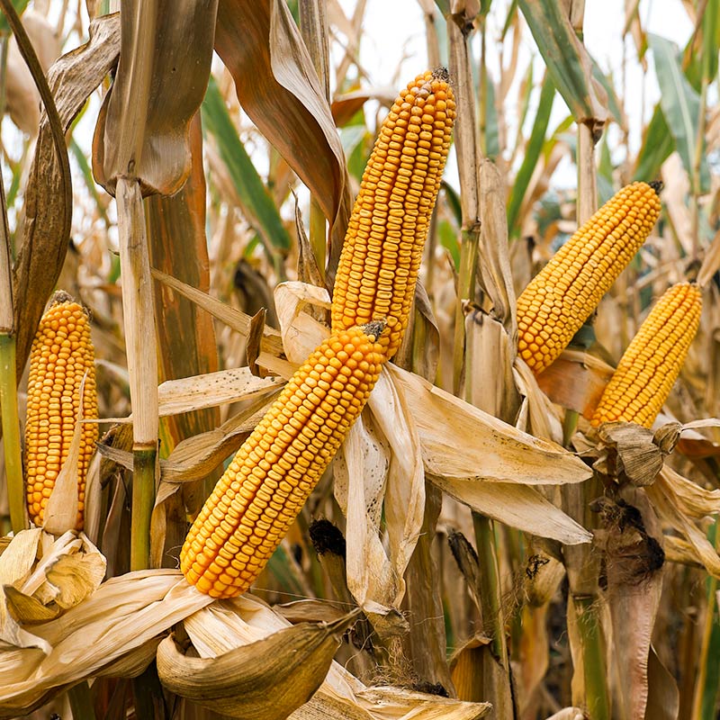 KOLBY KUKURYDZY LID4040C