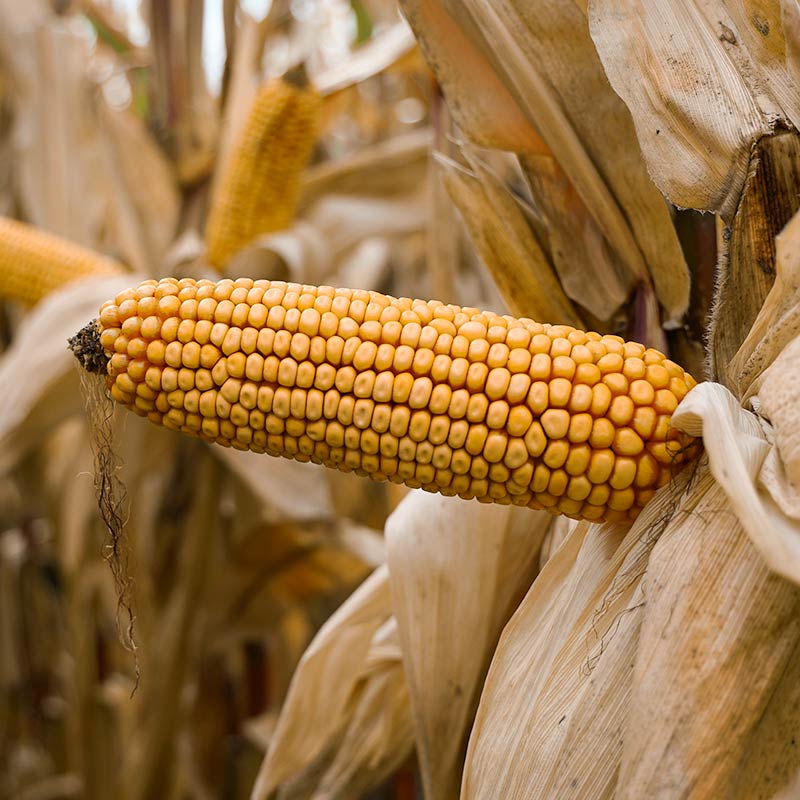 LID4111C KOLBA KUKURYDZY