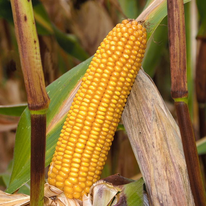 KOLBA KUKURYDZY LUIGI CS