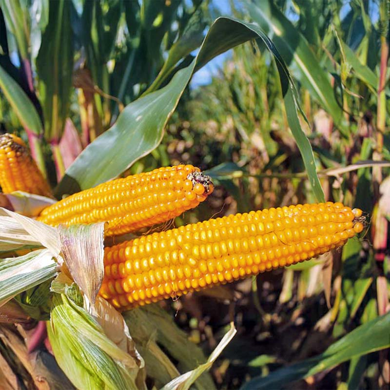 KOLBA ODMIANY KUKURYDZY LUXURI CS