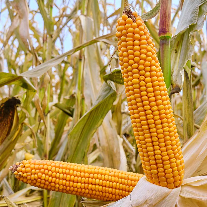 KOLBA KUKURYDZY ES MIDGARD