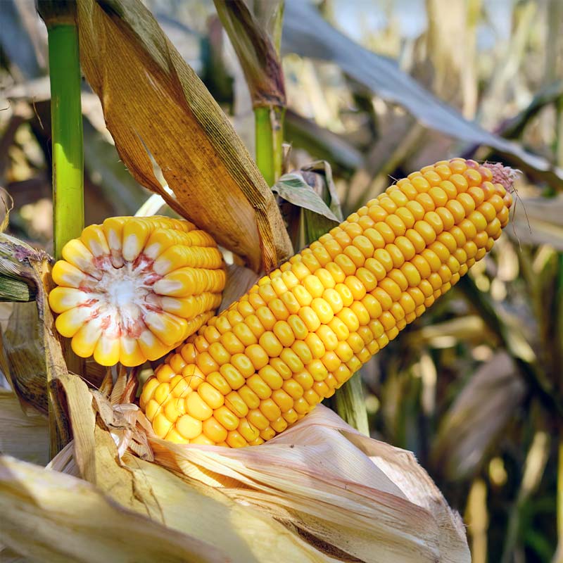 MYFRIEND KOLBA KUKURYDZY