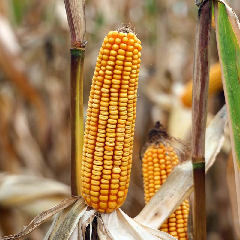 KOLBA KUKURYDZY REDFORD