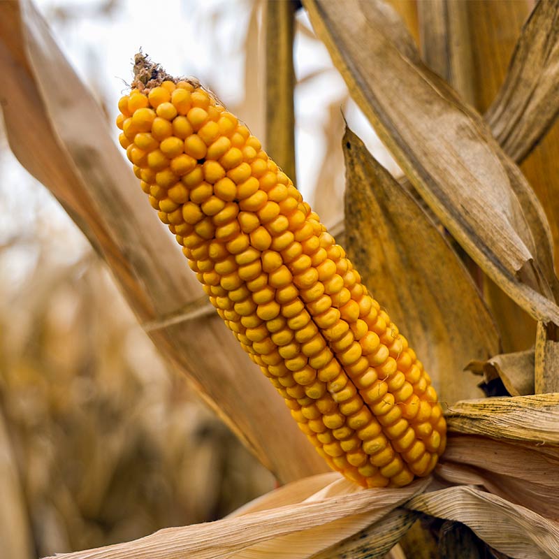 ODMIANA KUKURYDZY KOLBA ROCKHAMPTON
