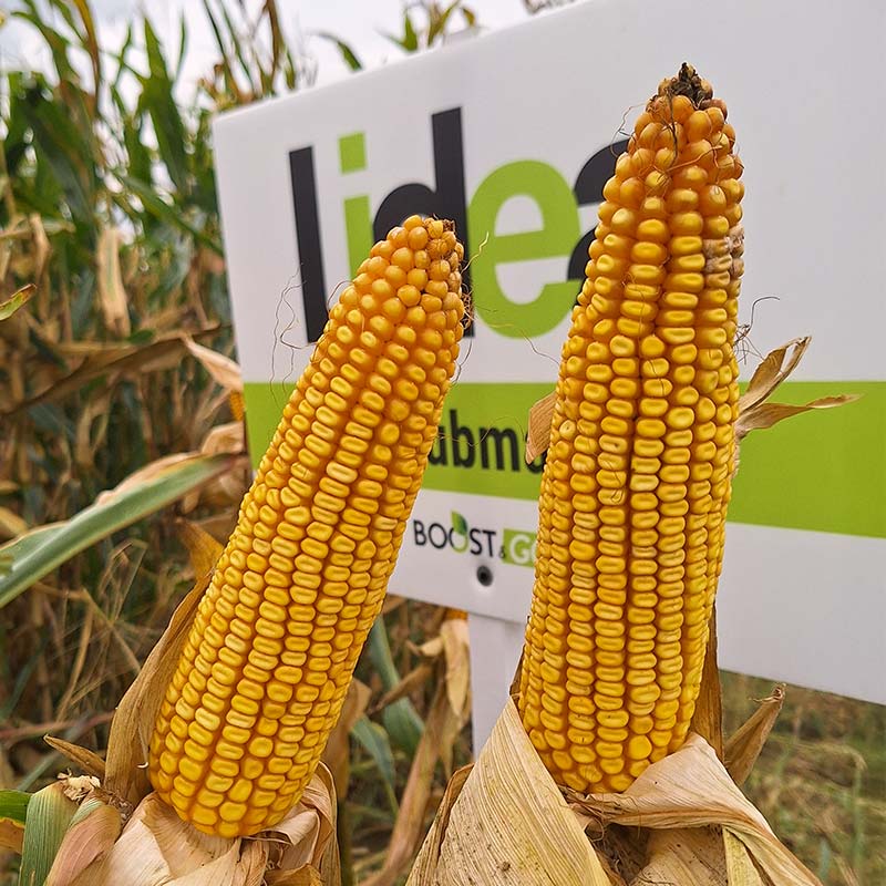 ZDJĘCIE ODMIANY KUKURYDZY ES SBMARINE