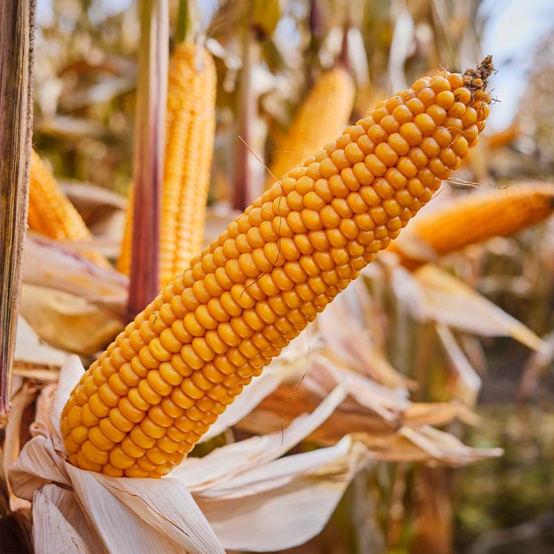 KOLBA KUKURYDZY TONIFI CS