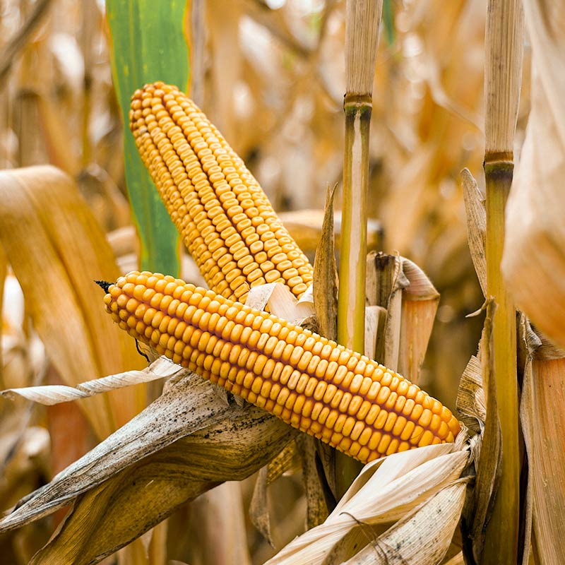 kolba kukurydzy winterstone