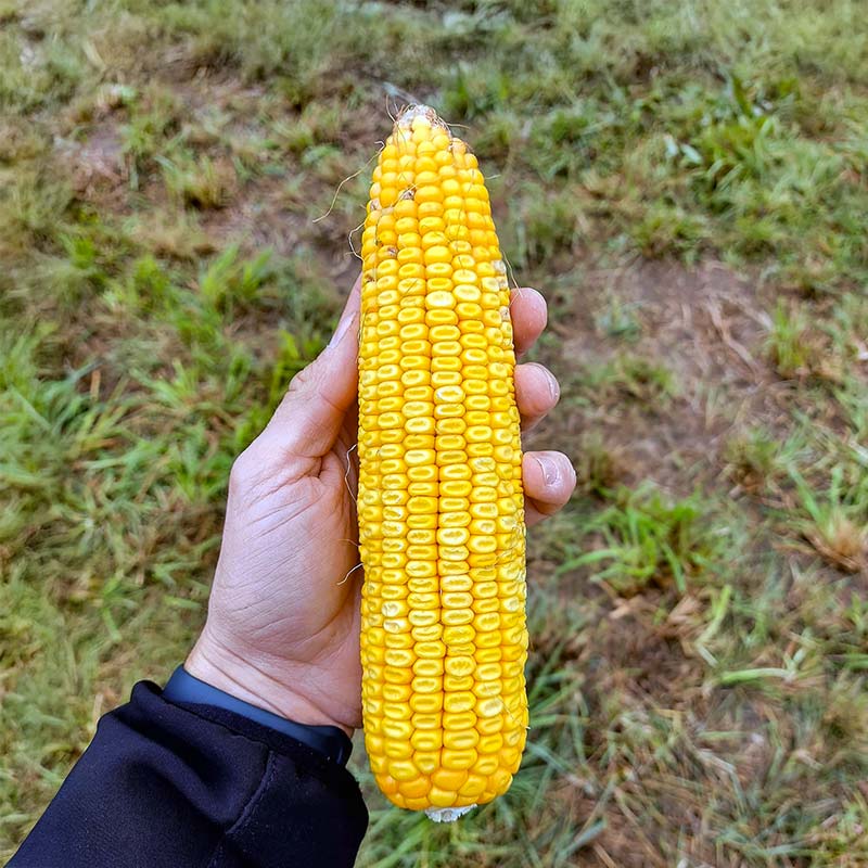 KOLBA KUKURYDZY ODMIANY ES WINWAY