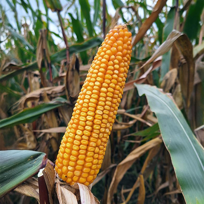 kolba kukurydzy ES Yakari