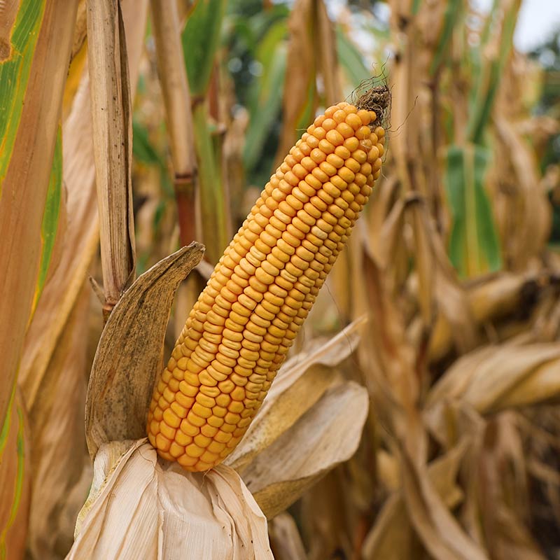 kolba odmiany kukurydzy keystone