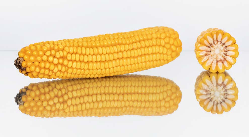 KOLBA I PRZEKRÓJ LID2020C