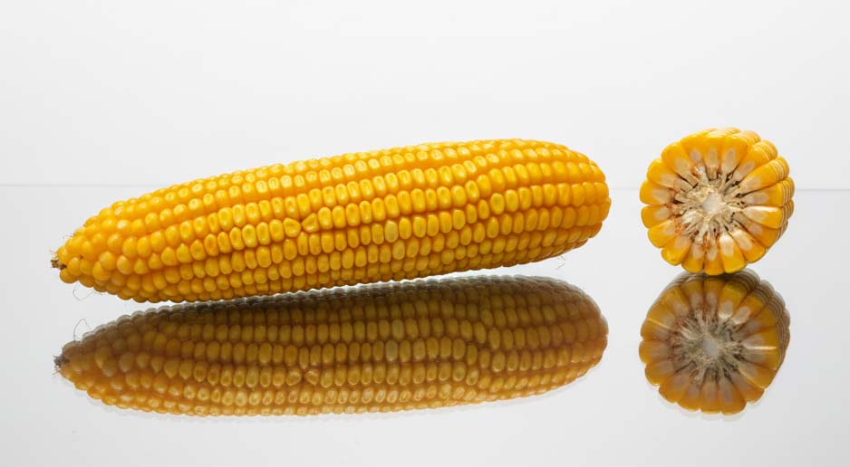 kolba i przekrój kukurydzy