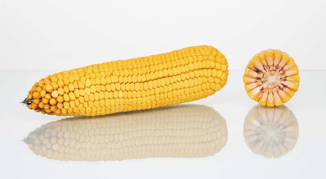 kolba i przekrój odmiany lid2210c