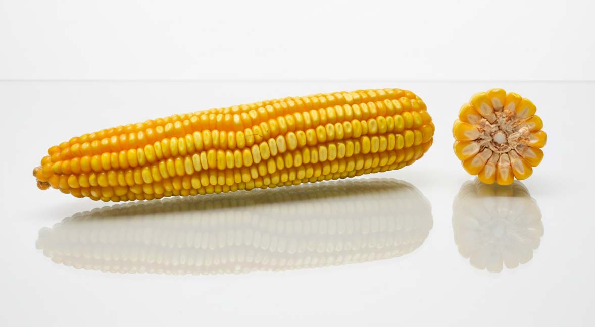 kolba odmiany kukurydzy lid2214c