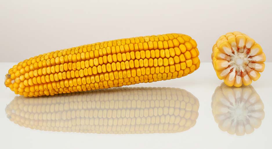 KOLBA KUKURYDZY I PRZEKRÓJ LID3223C