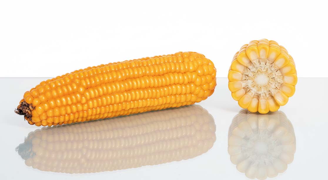 luigi cs kolba i przekrój