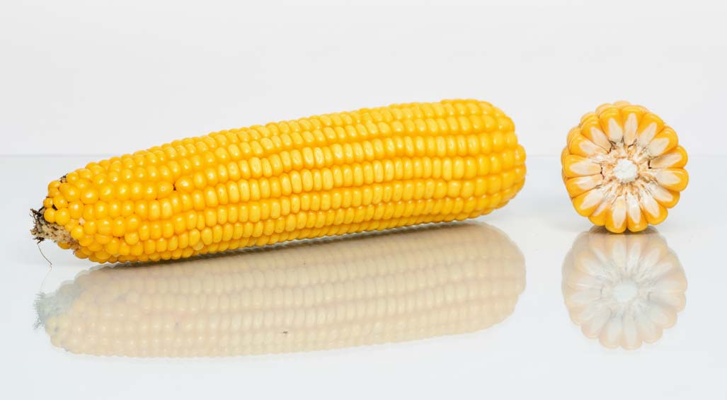 KOLBA ODMIANY KUKURYDZY ES MIDGARD