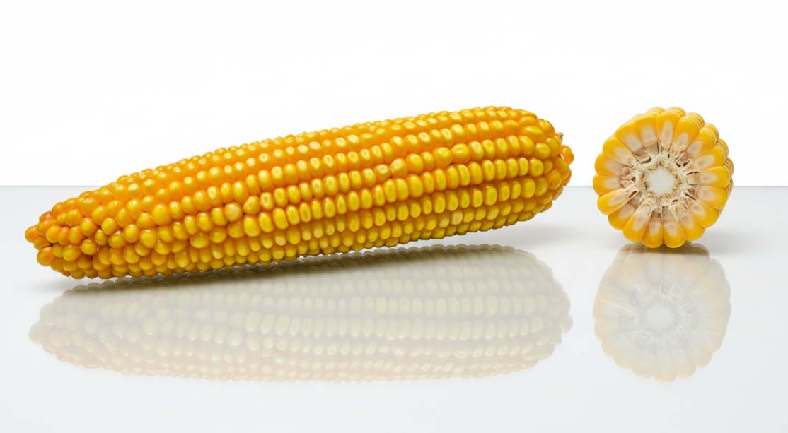 odmiana kukurydzy rochester