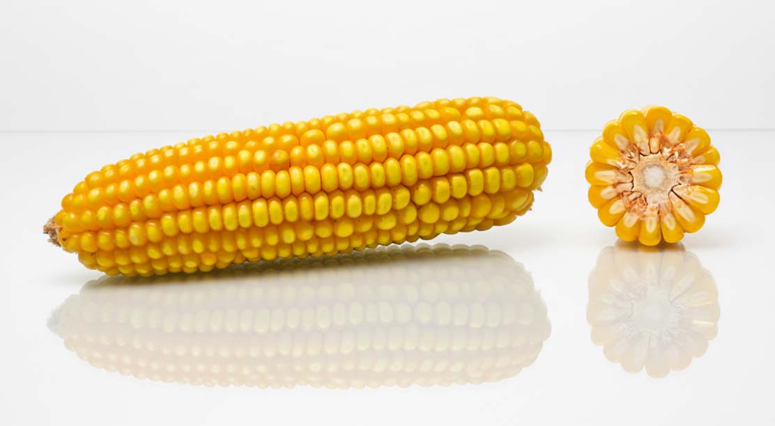 kolba i przekrój odmiany rockhampton