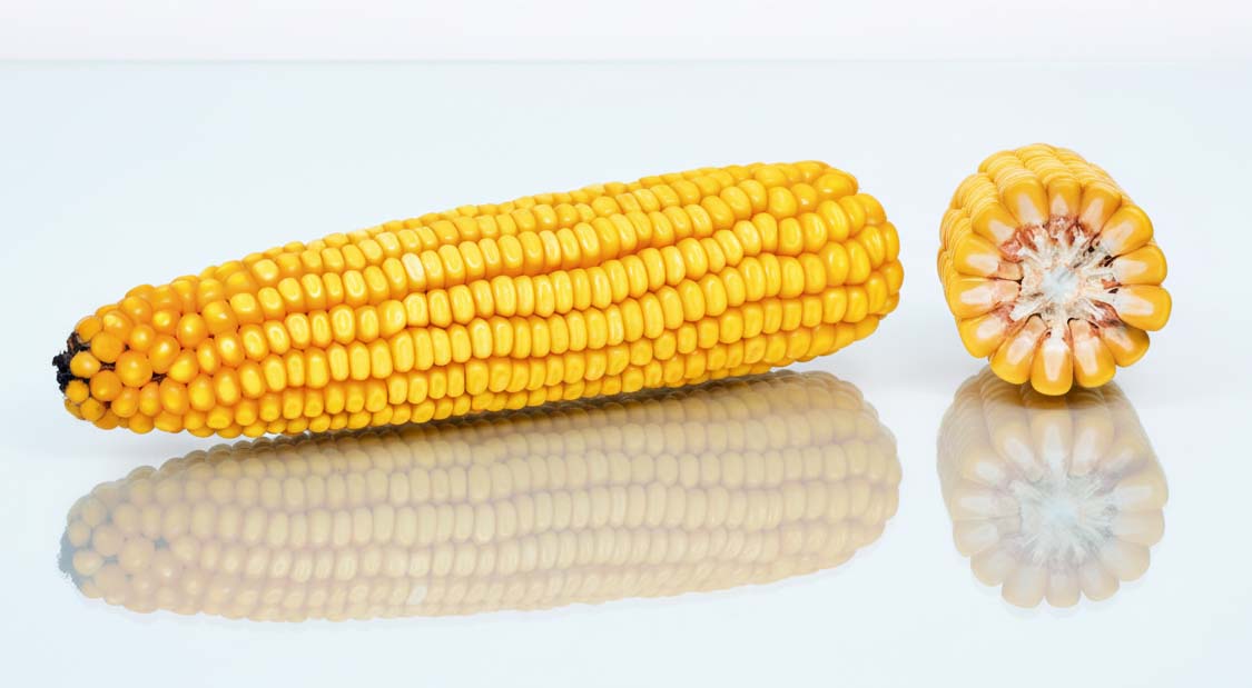 KOLBA I PRZEKRÓJ ODMIANY KUKURYDZY ES SUBMARINE
