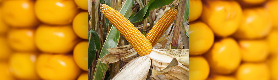 wczesna kukurydza na ziarno CS Wanti od Lidea