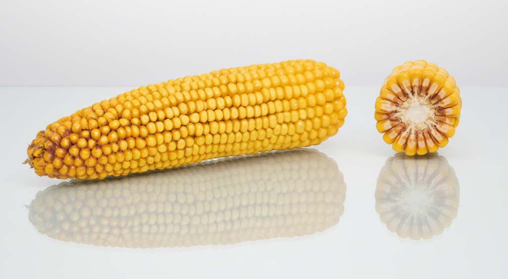 kolba odmiany kukurydzy CS Wanti