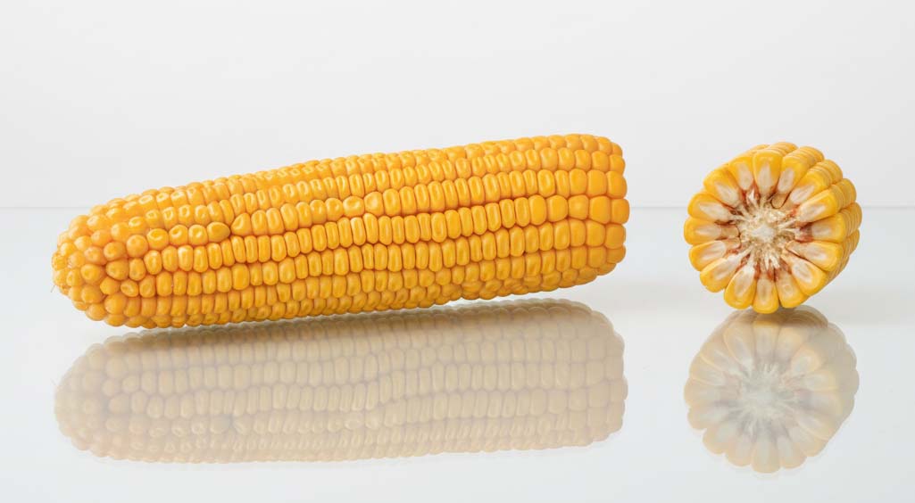 kolba kukurydzy i przekrój winterstone