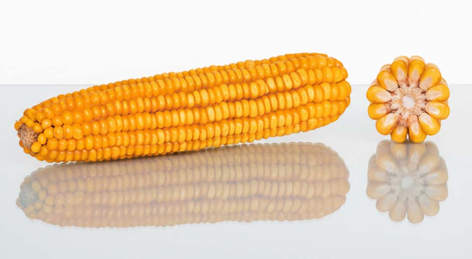 KOLBA KUKURYDZY I PRZEKRÓJ ODMIANY ES WINWAY