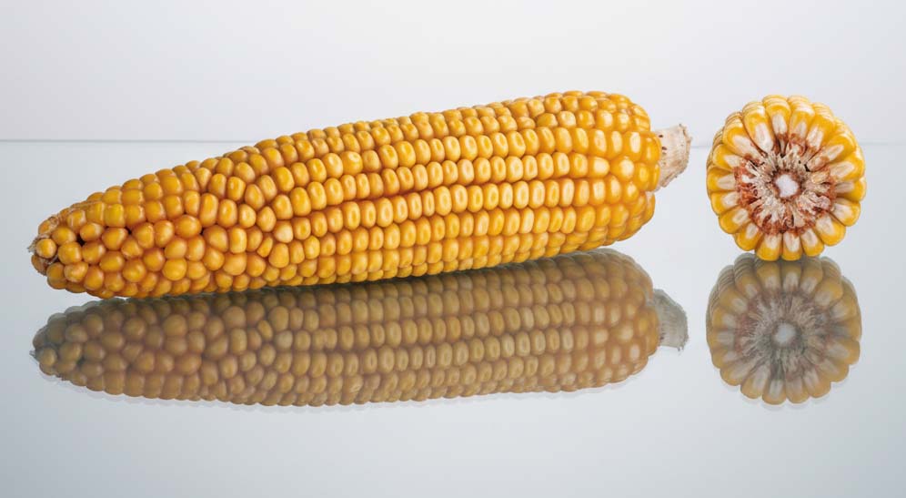 es yakari kolba kukurydzy