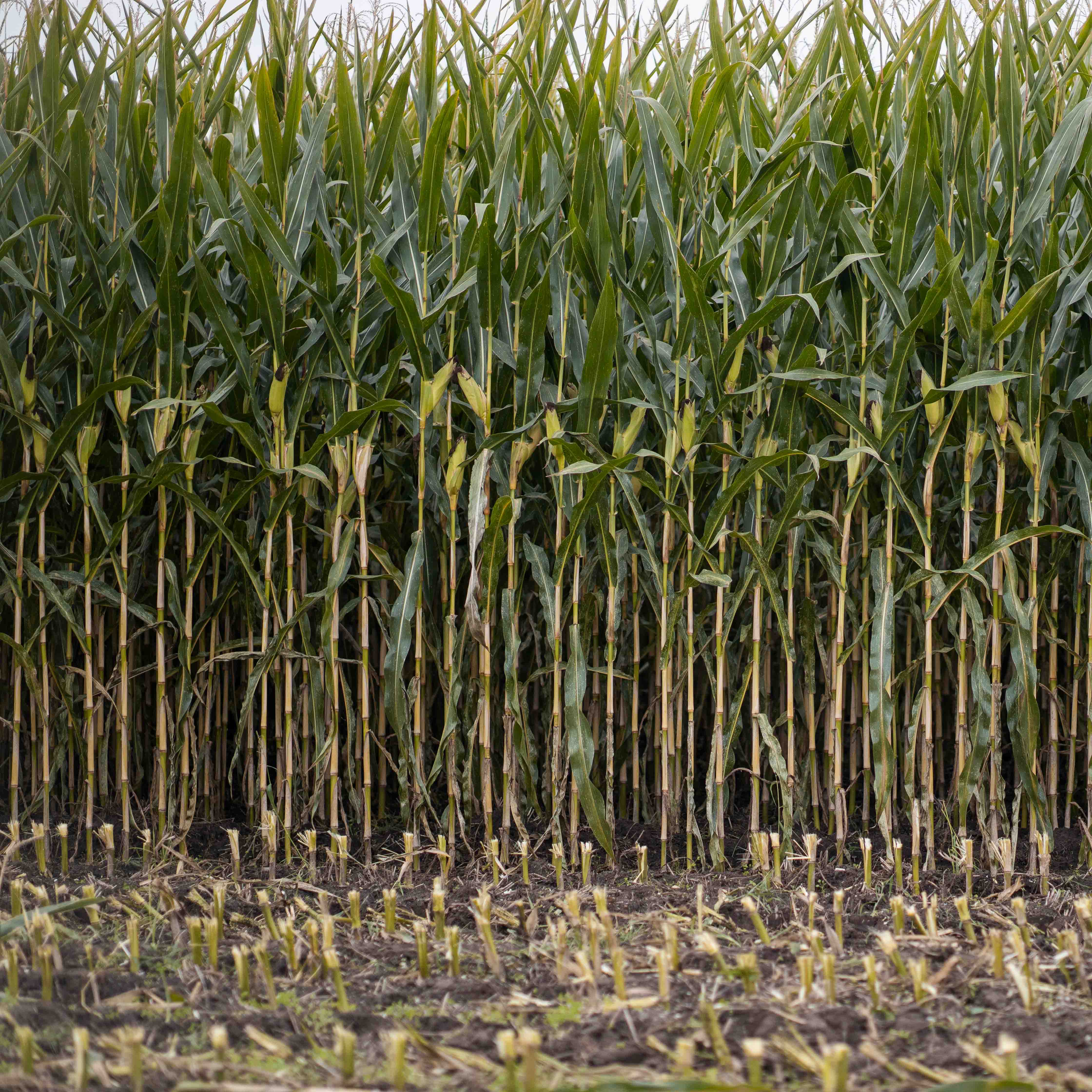 ZDJĘCIE KISZONKI ES JOKER