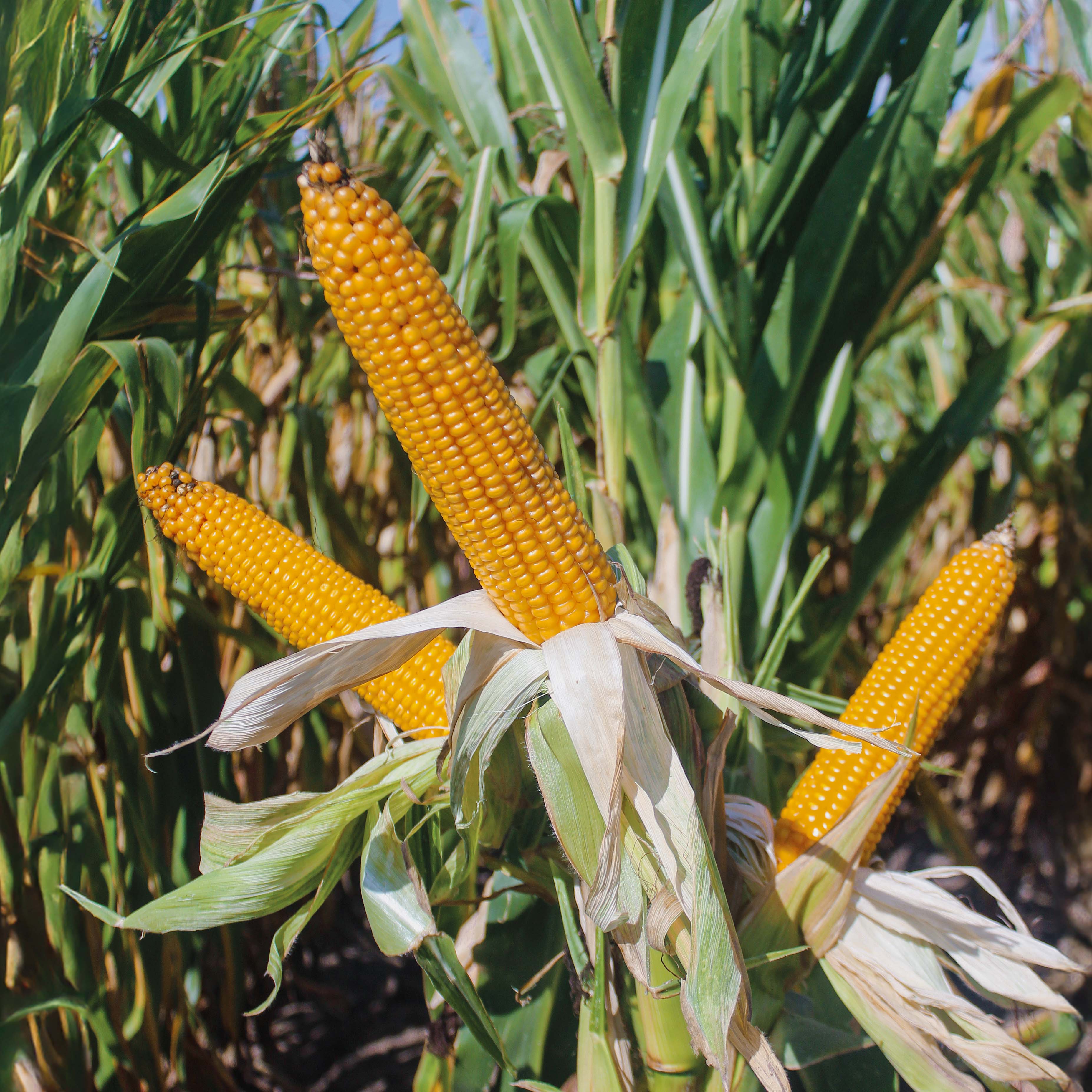 KOLBA KUKURYDZY, KISZONKA AMISTI CS