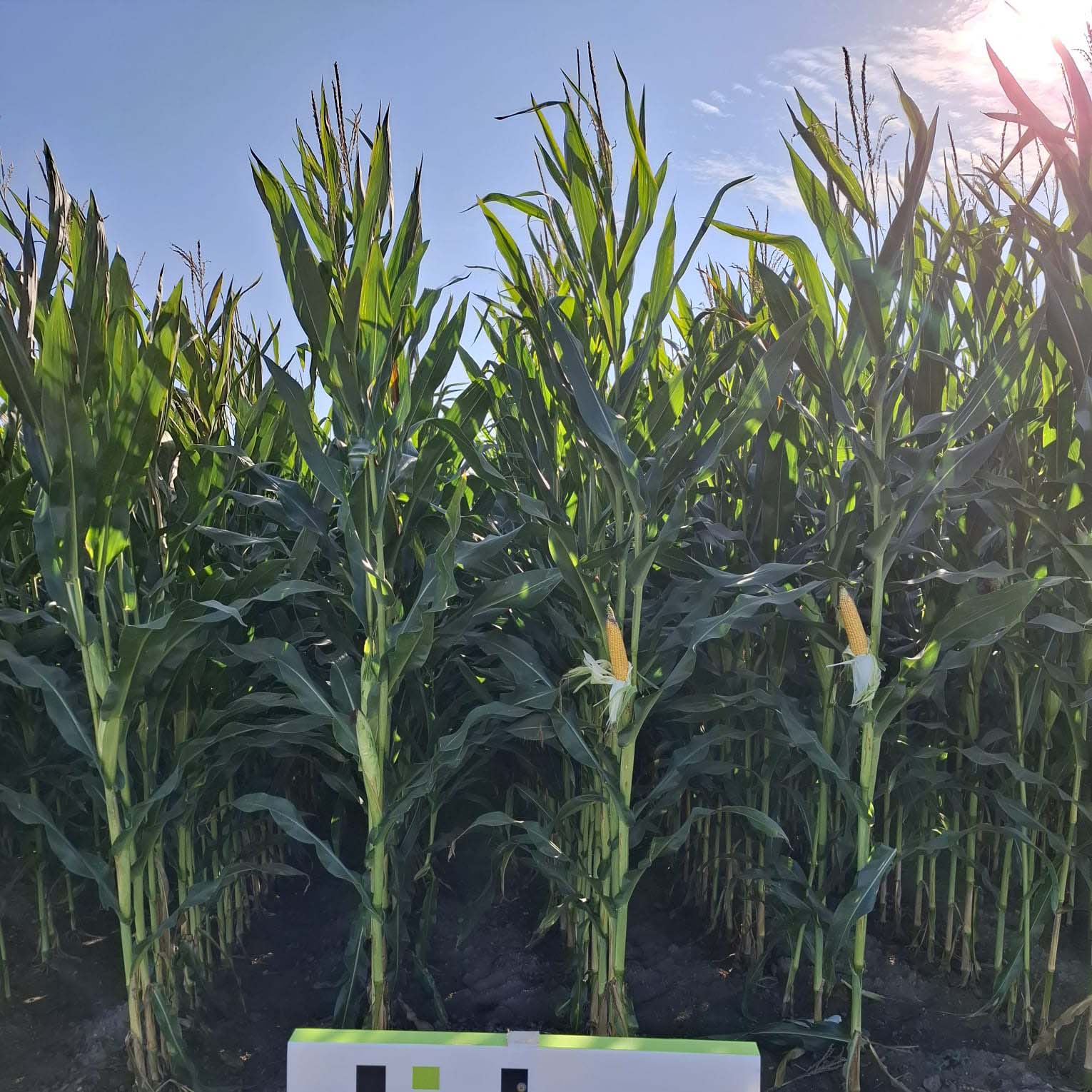 ZDJĘCIE ODMIANY BELLWOOD