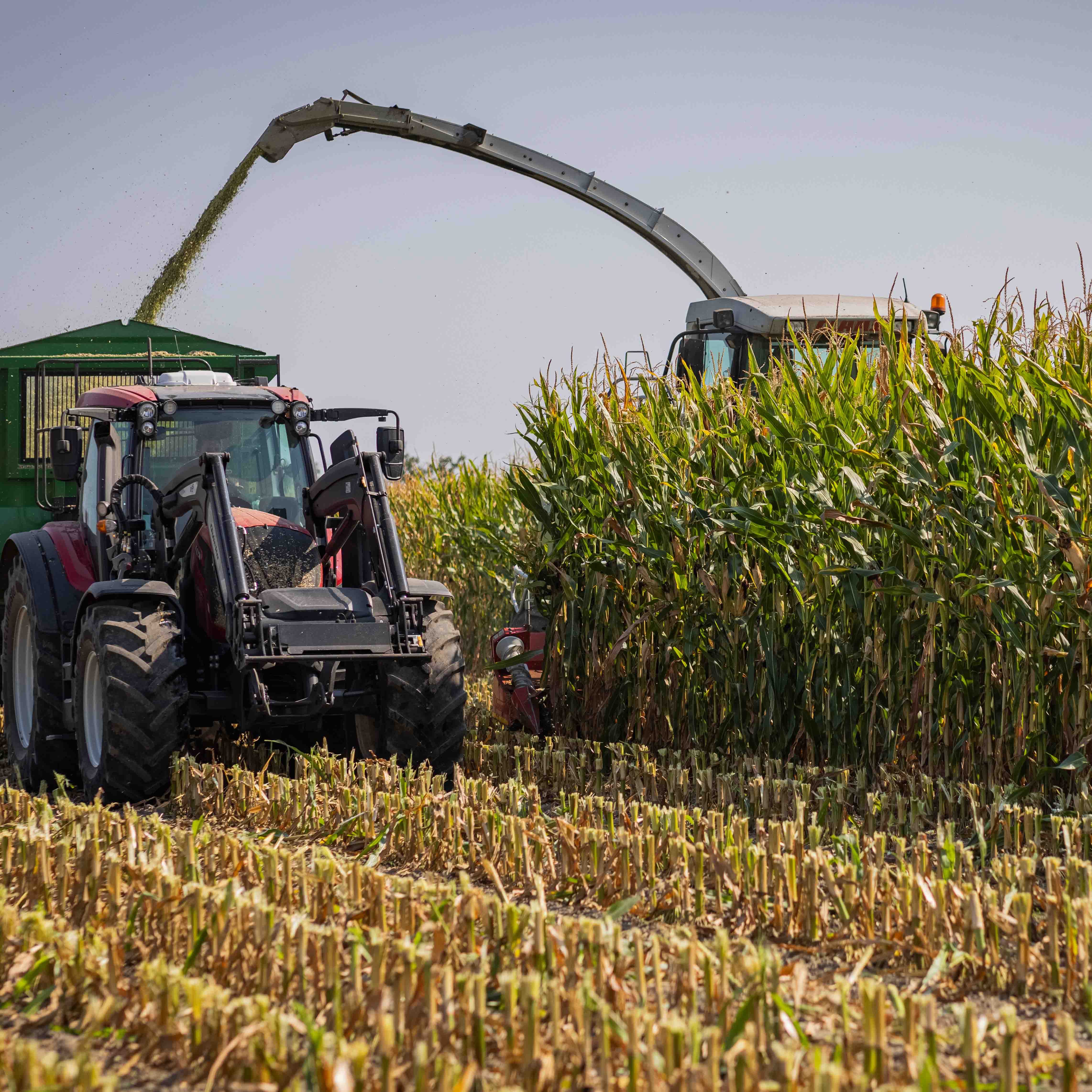 KUKURYDZA NA KISZONKE CS KISSMI
