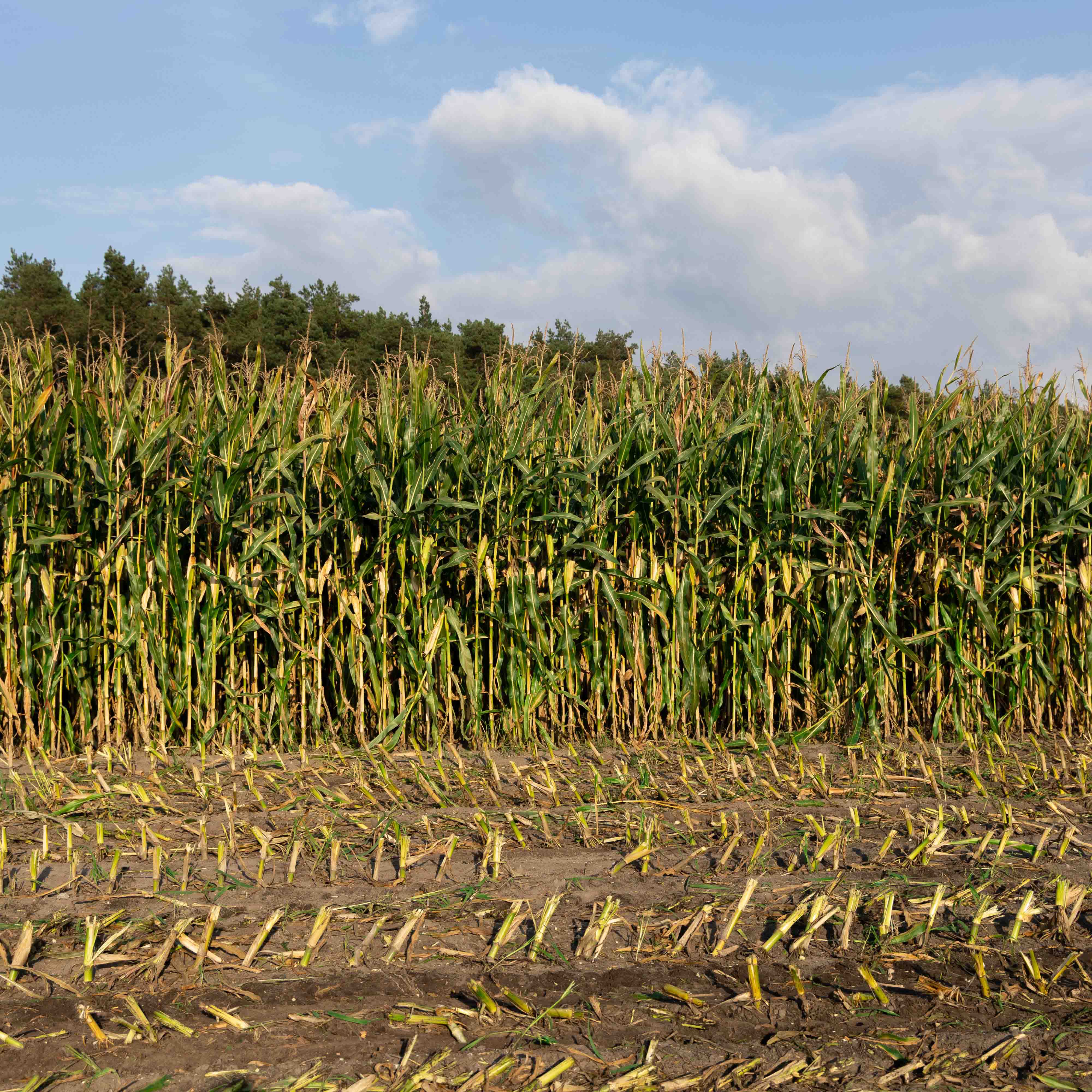 ZDJĘCIE KISZONKI ES ISLANDER