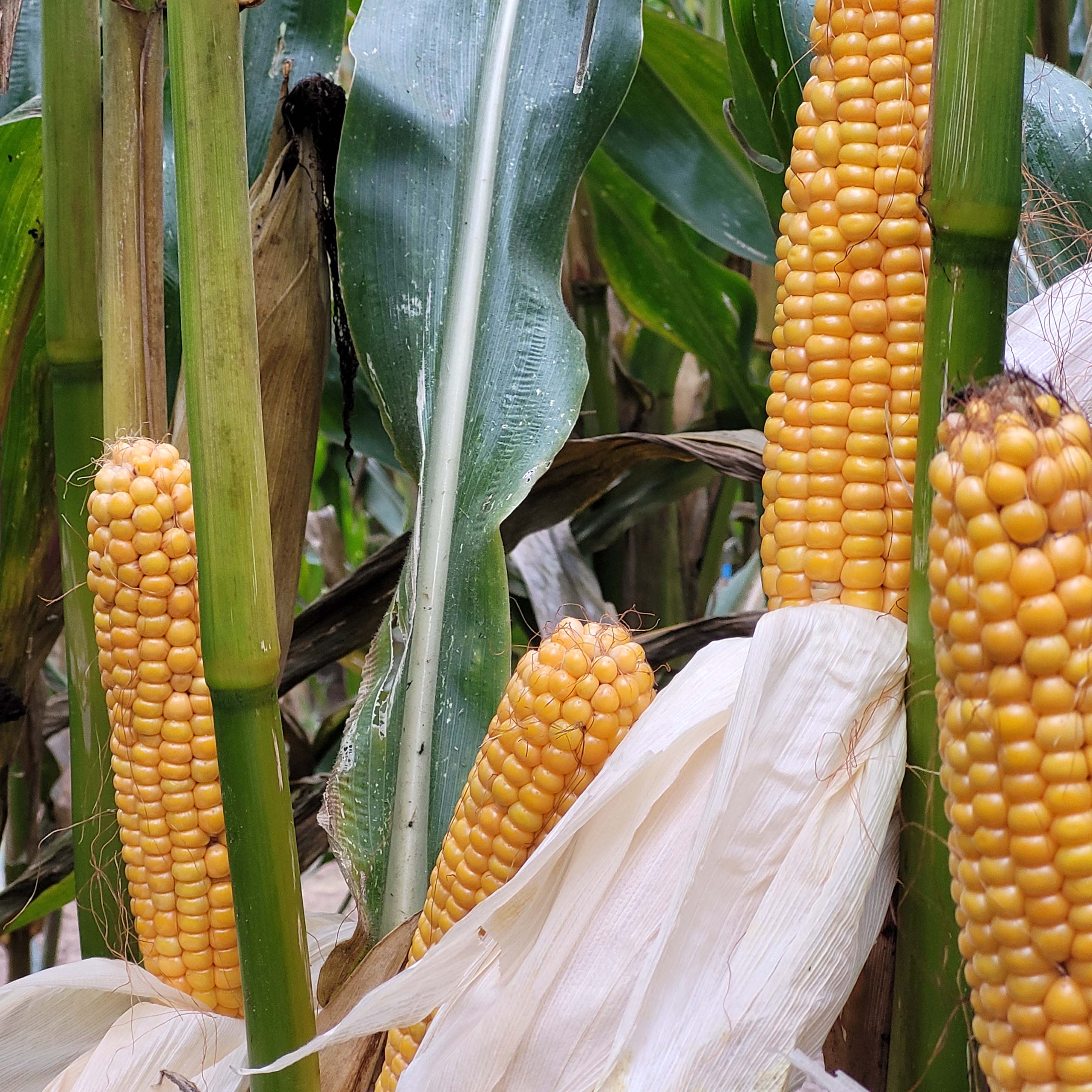 KISZONKA ES PALLADIUM