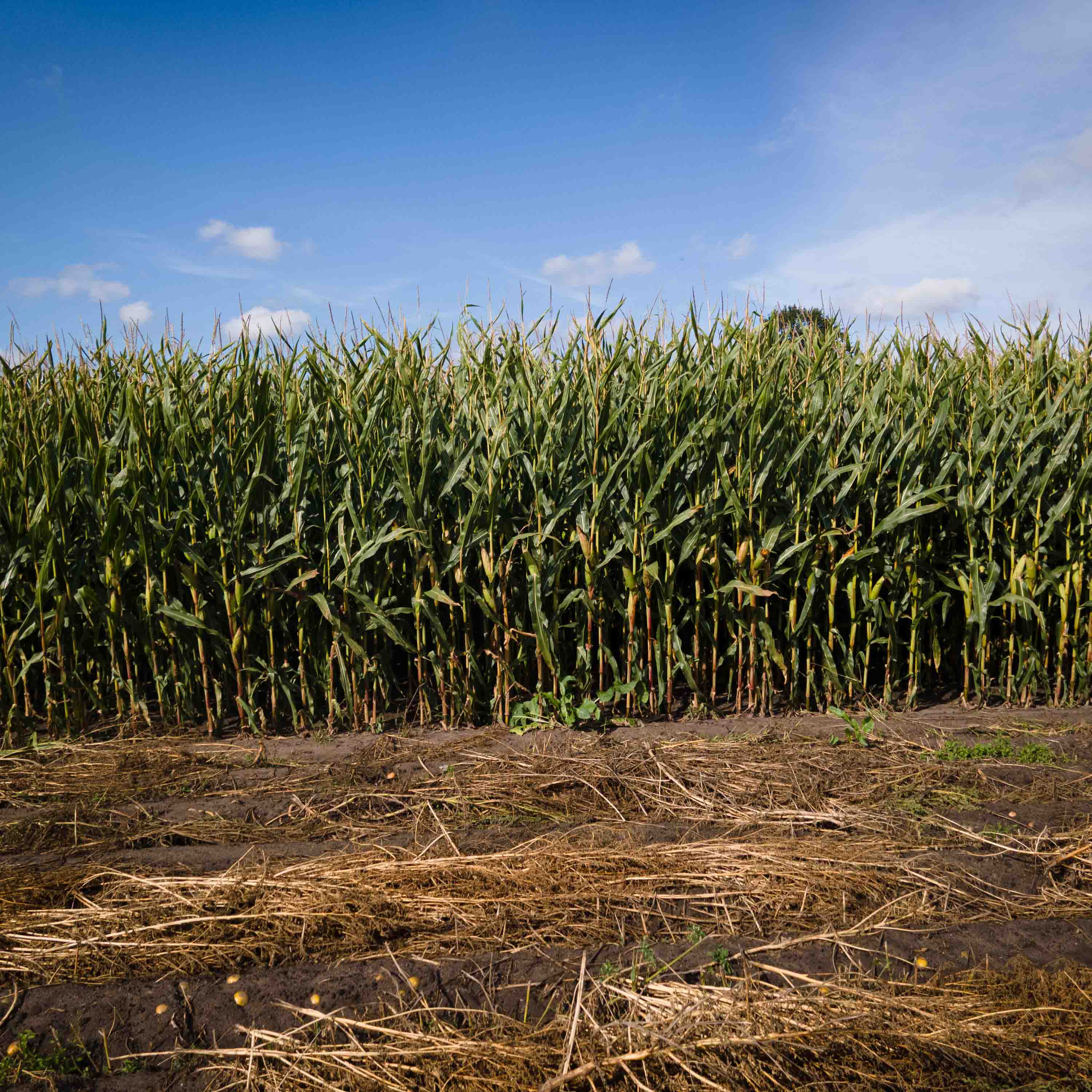 ZDJĘCIE KISZONKI GREYSTONE